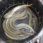 かぶと - 今日の天然鰻（静岡産）