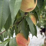 農家カフェ 森のガーデン - 