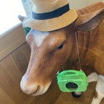 加勢牧場 - かわいい❤️