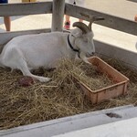 加勢牧場 - ミストで涼んでました