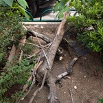 RAMEN MATSUI - 故意に切り落とした？