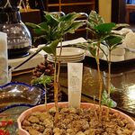 宗平 - いろり席にあるコーヒーの木、順調に育っています