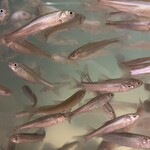 神田つり食堂 サクラ - ホンモロコ