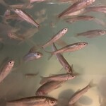 神田つり食堂 サクラ - ホンモロコ