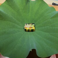 御料理ふじ居 - 