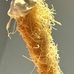 イタリアンバル ポポリ - 