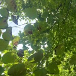 ナス・ショウゾウ カフェ - 