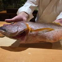 一心鮨 光洋 - 今や日本最高値を争うシブダイ