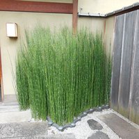 平等院表参道 竹林 - ③庭の竹林？