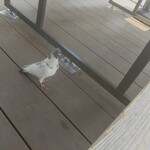 1954 Fukuoka - 養殖中のハトさんバイ(￣ー￣)ﾆﾔﾘ