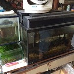 須崎食料品店 - グッピー回遊