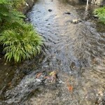 うなぎ いけだ - キレイ