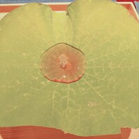 かねき - 蓮のお茶