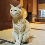 京都生ショコラ オーガニックティーハウス - ミャオミャオ