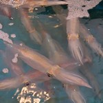 いか本家 - 生簀