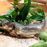浅草じゅうろく - 天然鮎の塩焼き