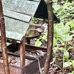 리잔보우 - シジュウカラ？ 2羽います