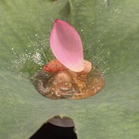 是しん - 