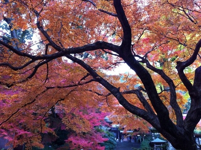Daikouzenjichigirien 鳥栖 基山 宮木 咖啡 喫茶 其他 食べログ 繁體中文