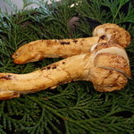 わらび野 - 焼き松茸