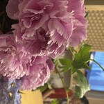 紅灯緑酒なないろ - 