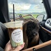 with dog coffee