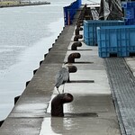 氷見 魚市場食堂 - 