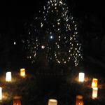 山里料理 葡萄屋 - 中庭のツリー