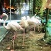 メヒコ  郡山フラミンゴ館