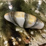 鮨桂太 - シンコ