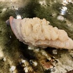 鮨桂太 - ホッキガイ