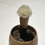 ラ・ヴァガボンド - 枝豆　ウイキョウ　フィンガーライム
      カリモリ　鮎の炭焼き