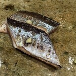 神田錦町 鮨たか晴 - 秋刀魚（根室）