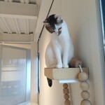 保護猫喫茶 necoma - 