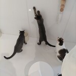 保護猫喫茶 necoma - 