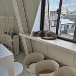 保護猫喫茶 necoma - 