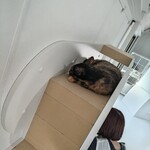 保護猫喫茶 necoma - 