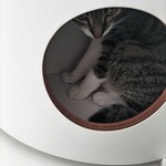 保護猫喫茶 necoma - 