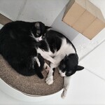 保護猫喫茶 necoma - 