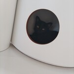 保護猫喫茶 necoma - 