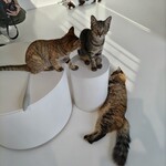 保護猫喫茶 necoma - 