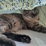 保護猫喫茶 necoma - 