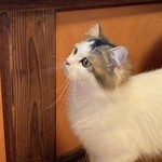 いわ江 - 侵入者