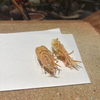 天ぷら 大坂屋 草哲 - 
