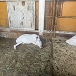 オーガスタミルクファーム - 