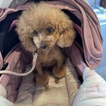 ダパイダン105 - ちょっと眠そうｗ