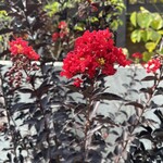 そば屋 案山棒 - 