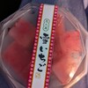 御菓子司 せきね - 