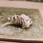 鮨 ひろ海 - ゲソ