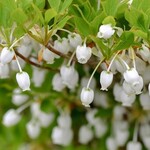 満天星 一休 - ♪───Ｏ　おまけ　Ｏ────♪
      
      ご参考まで…